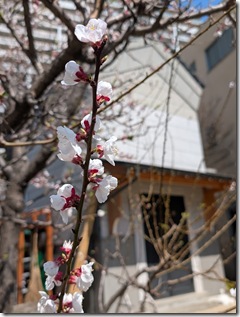 PXL_20260321_022440935